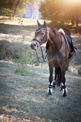 Fototapeta premium Reitpony