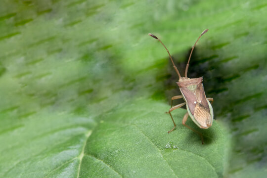 Closeup photo of brown assassin bugs on leaf
