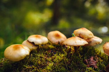 Tiny green caterpillar crawls on the cap of one of the mushrooms on mycelium growing on moss with green bokeh forest background. Mushroom macro photography. 