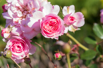 Fototapete bei efototapeten.de bestellen   