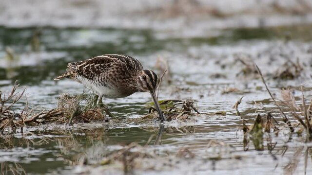 Common Snipe in the search for food in the shallow water, Gallinago gallinago.