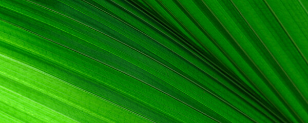 Full frame shot of bright green leaf texture. Macro close up of tropical leaf as a nature background - Powered by Adobe
