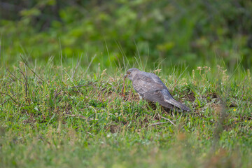 Common Cuckoo (Cuculus canorus) feeding on grass in meadow