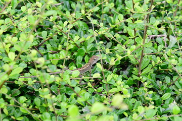 eastern garden lizard interchangeable lizards (Scientific name: Calotes mystaceus) foraging for food (small insects) on a green tree called Eukian tea.
