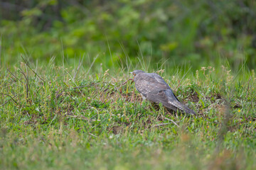 Common Cuckoo (Cuculus canorus) feeding on grass in meadow