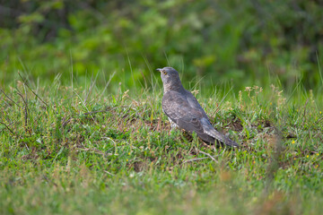Common Cuckoo (Cuculus canorus) feeding on grass in meadow