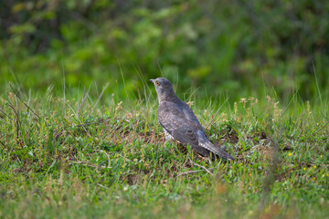 Common Cuckoo (Cuculus canorus) feeding on grass in meadow