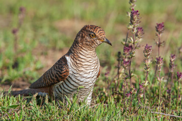 Common Cuckoo (Cuculus canorus) feeding on grass in meadow