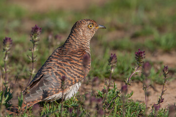 Common Cuckoo (Cuculus canorus) feeding on grass in meadow