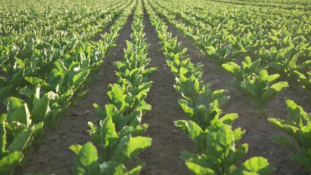Monoculture with Sugar beet. Europe, Germany. Video footage, 10 bit, 422