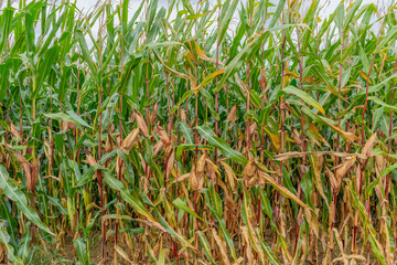 Maiskolben an einem grünem Maisfeld