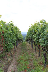 Fototapeta na wymiar Vineyards in Ihrigen (Kaiserstuhl)