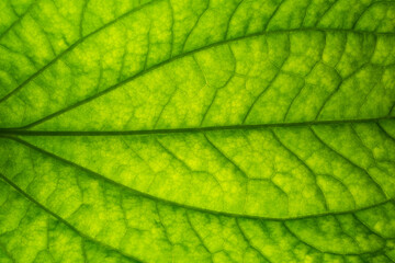 Fototapeta na wymiar Close up photos of leaf patterns