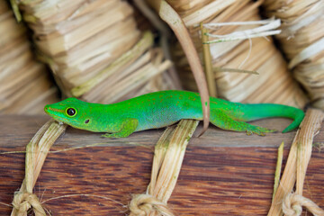 Lizard on Palm Leaves Tropical Background Sun Light Holiday Travel Design Space Palm Trees Branches Landscape Indonesia Seychelles Philippines Travel Island Relax Sea Ocean. green felzuma