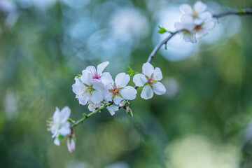 blossom in spring