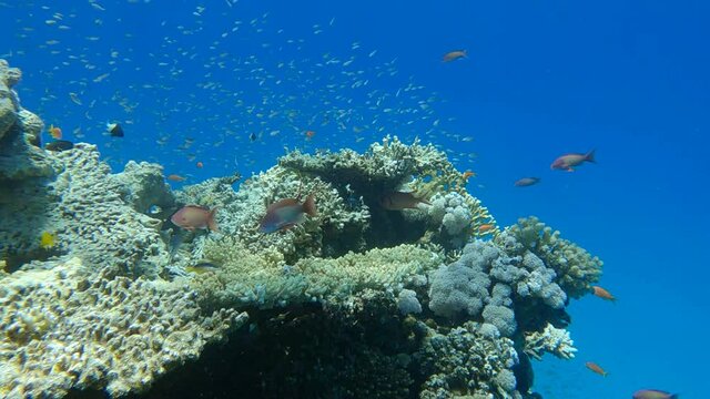 Slow motion, Colorful tropical fishes and beautiful coral reef. Arabian Chromis (Chromis flavaxilla) and Lyretail Anthias (Pseudanthias squamipinnis). Camera slowly moving forwards 