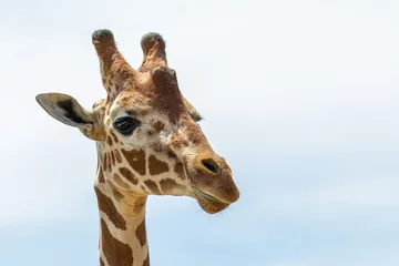 Gordijnen portrait of a giraffe © Anastasia
