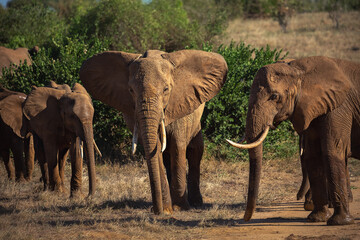 Fototapeta na wymiar Elephants in safari park in Kenya Africa