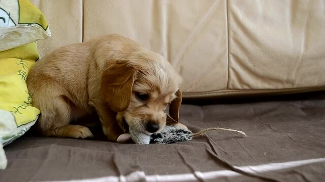 a young show cocker spaniel puppy lies in bed, playing with his chewing toy, in the form of a mouse. A healthy and happy puppy. Close-up
