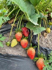 strawberries on the vine