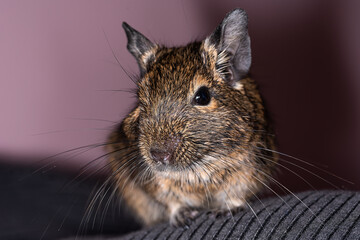 Little cute gray mouse Degu close-up. Exotic animal for domestic life. The common degu is a small hystricomorpha rodent endemic from Chile.