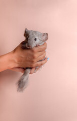 Little gray chinchilla in hand on pink background