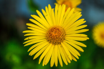 yellow flower on a green background