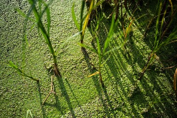 Green Duckweed (Lemna Minor) in a pond 