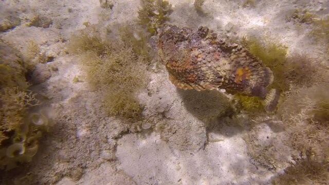 Stonefish slowly swim above sandy seabed among the algae in the sunrays. Reef Stonefish (Synanceia verrucosa). Slow motion