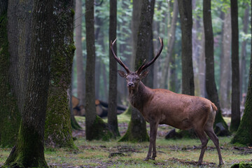 Stag Cervus elaphus in a European forest