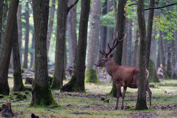 Stag Cervus elaphus in a European forest