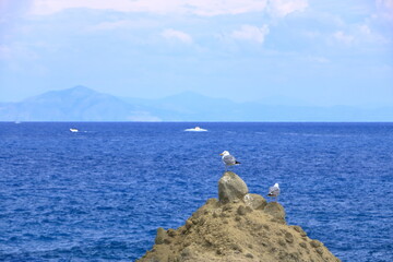 Fototapeta na wymiar Seagull bird or seabird standing feet on sea beach