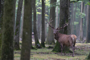 Stag Cervus elaphus in a European forest