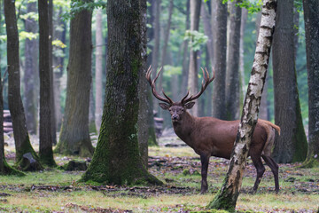 Stag Cervus elaphus in a European forest
