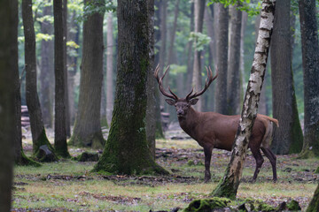 Stag Cervus elaphus in a European forest