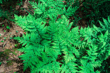 Green fern in the forest, close-up top view