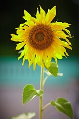 sunflower. подсолнух. солнечный день.