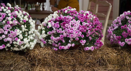 novobelgian asters Symphyotrichum novi-belgii pink and white
