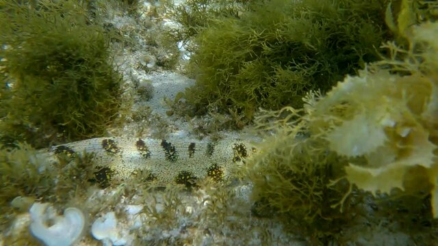 Snowflake moray or Starry moray ell (Echidna nebulosa) swims above seabed covered with Peacock's tail (Padina pavonica), Brown algae (Sargassum sp.) and Red algae (Liagora viscida) 4K-60fps