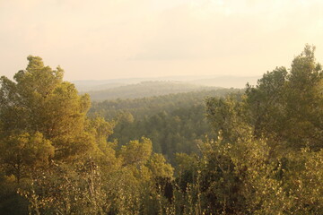 A view of beautiful green trees in the Jerusalem mountains in Israel