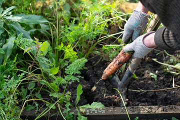 the farmer collects fresh organic carrots in the garden. Harvesting carrots.