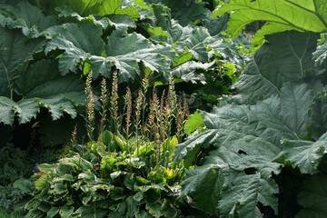 Full frame image of lush green gunnera foliage and hostas