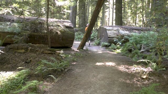 Man Hiking Along A Trail In The Redwood National Park, California