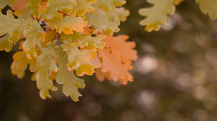 Yellow, autumn oak leaves in the garden, against the blue sky.