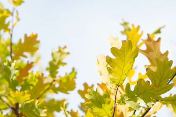 Yellow, autumn oak leaves in the garden, against the blue sky.