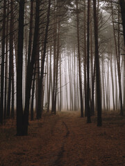 Morning in a dark rainy foggy scary forest. Tall trunks of pine trees