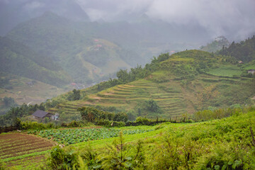 Rice terraces in the fog in Sapa, Vietnam. Rice fields prepare the harvest at Northwest Vietnam. Vietnam opens to tourism after quarantine Coronovirus COVID 19