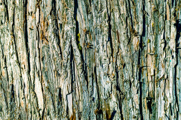 Rough texture of bark of an old tree in turquoise tones. Natural background, gray-turquoise color