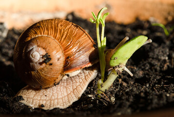 Roman snail, Burgundy snail or escargot, and plant shoot (sprouting sugar beet)
