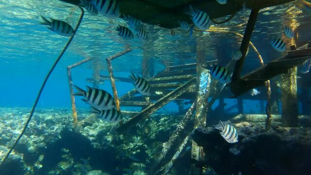 A flock of tropical fish is hiding along the pantone at the old pier. 4K-60fps